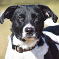 Border Collie Dogs for adoption in Huntley, IL, USA