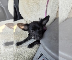 Chion Dogs for adoption in Oro Medonte, Ontario, Canada