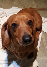 Dachshund Dogs for adoption in Baileyton, AL, USA