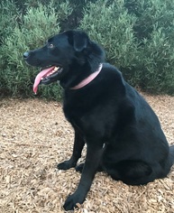 Labrador Retriever-Unknown Mix Dogs for adoption in Bell Gardens, CA, USA