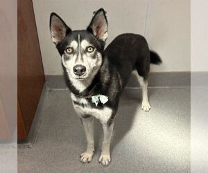 Gerberian Shepsky Dogs for adoption in Rancho Cucamonga, CA, USA