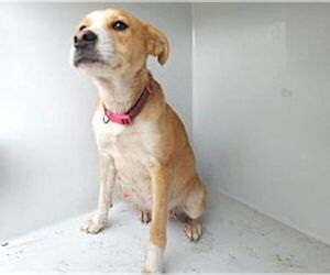 Beagle-Unknown Mix Dogs for adoption in Houston, TX, USA