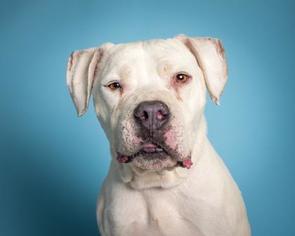 American Bulldog Dogs for adoption in Santa Clarita, CA, USA