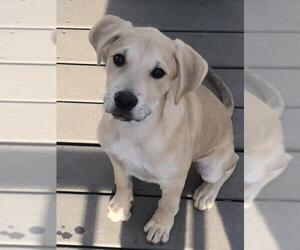 Labrador Retriever-Unknown Mix Dogs for adoption in Tonawanda, NY, USA