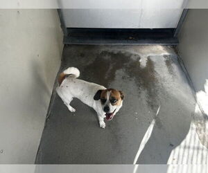 Mutt Dogs for adoption in San Bernardino, CA, USA