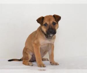 German Shepherd Dog-Unknown Mix Dogs for adoption in Oroville, CA, USA