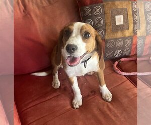 Beagle Dogs for adoption in Las Vegas, NV, USA