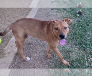 Redbone Coonhound-Unknown Mix Dogs for adoption in Plano, TX, USA