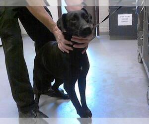 Labrador Retriever-Unknown Mix Dogs for adoption in Fayetteville, NC, USA