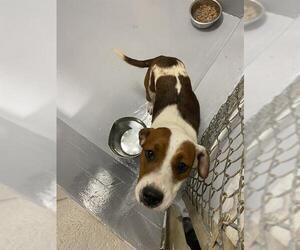 American Pit Bull Terrier-Unknown Mix Dogs for adoption in Augusta, GA, USA