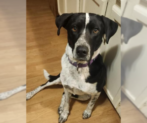 Collie-Unknown Mix Dogs for adoption in Brooklyn Center, MN, USA
