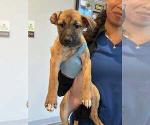 Black Mouth Cur-German Shepherd Dog Mix Dogs for adoption in New Smyrna Beach, FL, USA