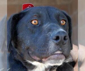 Mutt Dogs for adoption in Taos, NM, USA