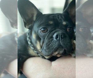 French Bulldog Dogs for adoption in Lewistown, PA, USA