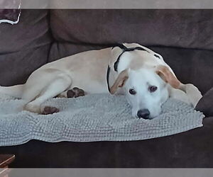 Labrador Retriever-Unknown Mix Dogs for adoption in MIDWAY, UT, USA