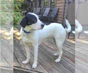 Labrador Retriever-Unknown Mix Dogs for adoption in Plainfield, IL, USA