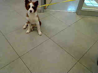 Border Collie Dogs for adoption in Rancho Cucamonga, CA, USA