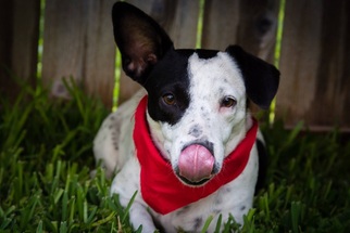 Dachshund-Unknown Mix Dogs for adoption in Von Ormy, TX, USA