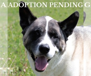 Akita Dogs for adoption in Estherville, IA, USA