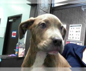 Mutt Dogs for adoption in Tulsa, OK, USA