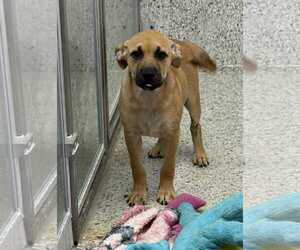 Boxer-Unknown Mix Dogs for adoption in Mechanicsburg, PA, USA
