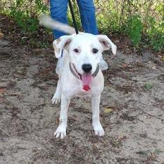 English Foxhound-Labrador Retriever Mix Dogs for adoption in Pensacola, FL, USA