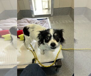 Chihuahua-Unknown Mix Dogs for adoption in Waterford, VA, USA