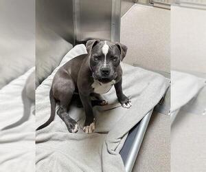 American Staffordshire Terrier Dogs for adoption in Denver, CO, USA