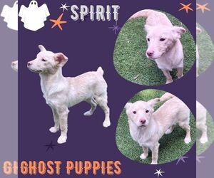 Mutt Dogs for adoption in Lindsay, CA, USA