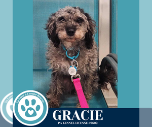 Poodle (Miniature)-Unknown Mix Dogs for adoption in Kimberton, PA, USA