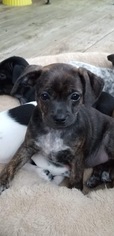 Rat-Cha Dogs for adoption in Roxboro, NC, USA