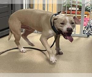 American Staffordshire Terrier-Unknown Mix Dogs for adoption in Plano, TX, USA
