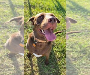 Labrador Retriever-Unknown Mix Dogs for adoption in Williston, FL, USA