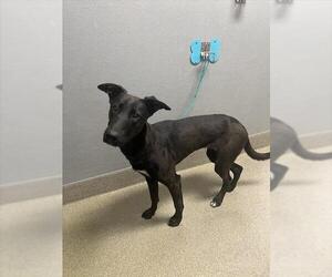 Mutt Dogs for adoption in Las Vegas, NV, USA