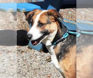 Mutt Dogs for adoption in Marble, NC, USA