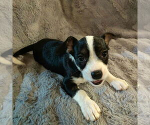 French Bull Weiner Dogs for adoption in Claremore, OK, USA