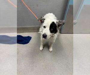 Border Collie-Unknown Mix Dogs for adoption in Las Vegas, NV, USA