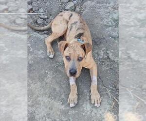 American Pit Bull Terrier Dogs for adoption in Santa Barbara, CA, USA