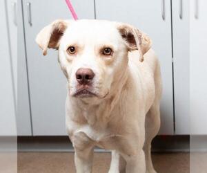 Labrador Retriever Dogs for adoption in Eden Prairie, MN, USA
