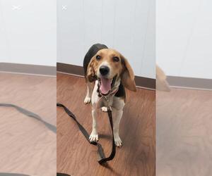 Treeing Walker Coonhound Dogs for adoption in Stephens City, VA, USA