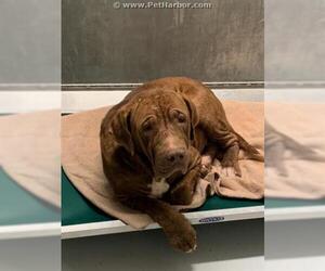 Dogue de Bordeaux Dogs for adoption in Conroe, TX, USA