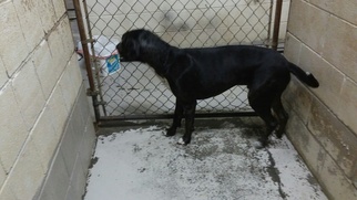 Great Dane-Labrador Retriever Mix Dogs for adoption in Roanoke, TX, USA