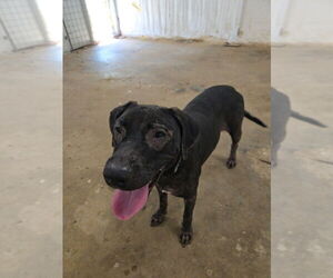 Labrador Retriever-Unknown Mix Dogs for adoption in Claremore, OK, USA