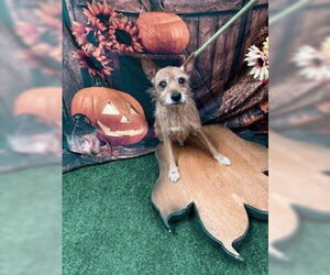 Cairn Terrier Dogs for adoption in Globe, AZ, USA