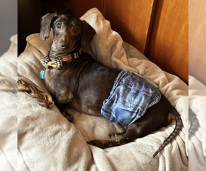 Dachshund Dogs for adoption in Fruitland, SC, USA