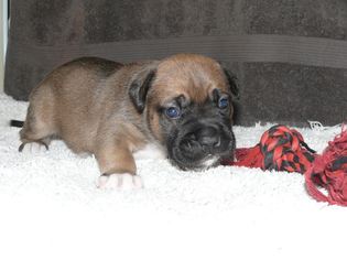 Medium Photo #1 Labrador Retriever-Unknown Mix Puppy For Sale in Thonotosassa, FL, USA