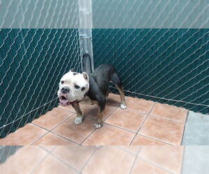 Mutt Dogs for adoption in Downey, CA, USA