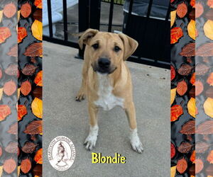 Mutt Dogs for adoption in Red Lodge, MT, USA