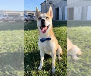 Siberian Husky Dogs for adoption in Rosenberg, TX, USA