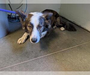 Australian Shepherd-Unknown Mix Dogs for adoption in Santa Cruz, CA, USA